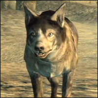 dogmeat